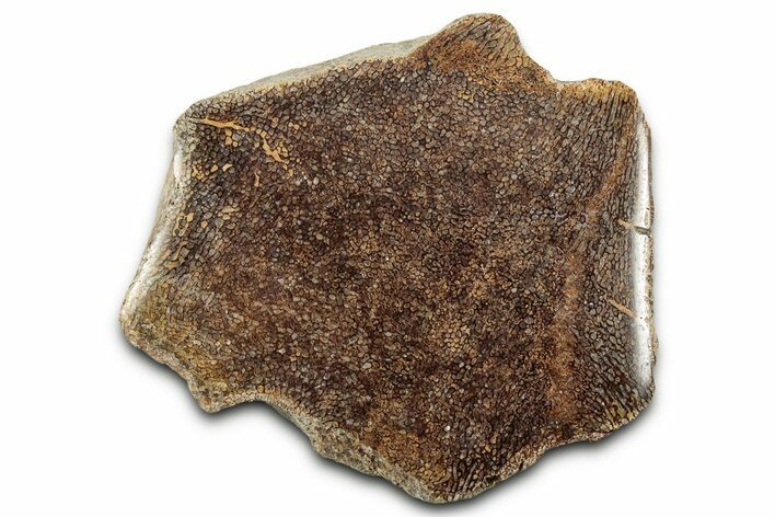 Cut and Polished Fossil Mosasaur Vertebra - Texas #350899